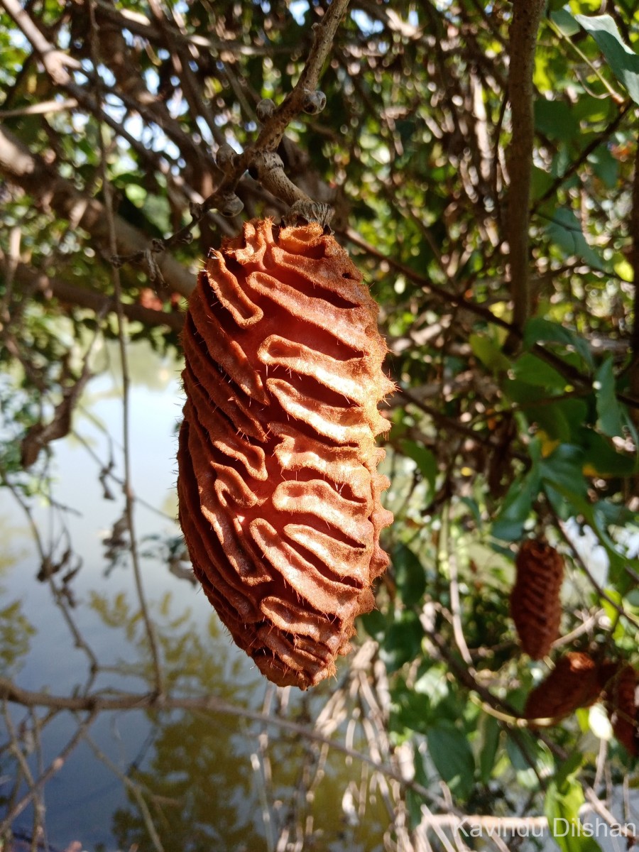 Mucuna atropurpurea (Roxb.) DC. ex Wight